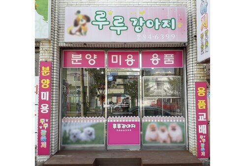 루루강아지