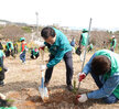 (03.24.문학관뒤) 목포시 새마을회 나무심기