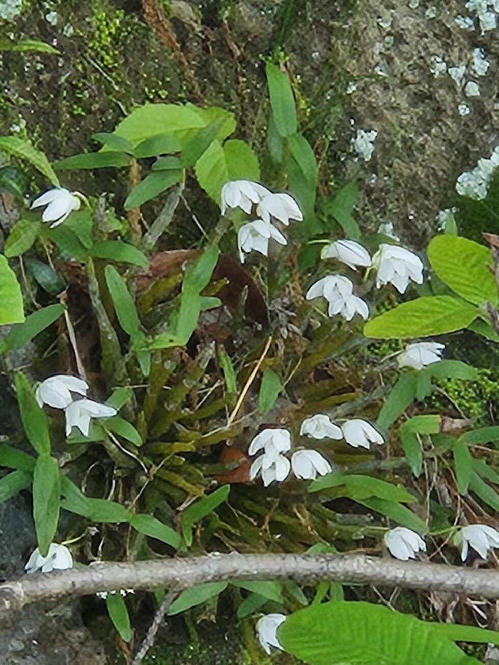 활짝 핀 석곡 1