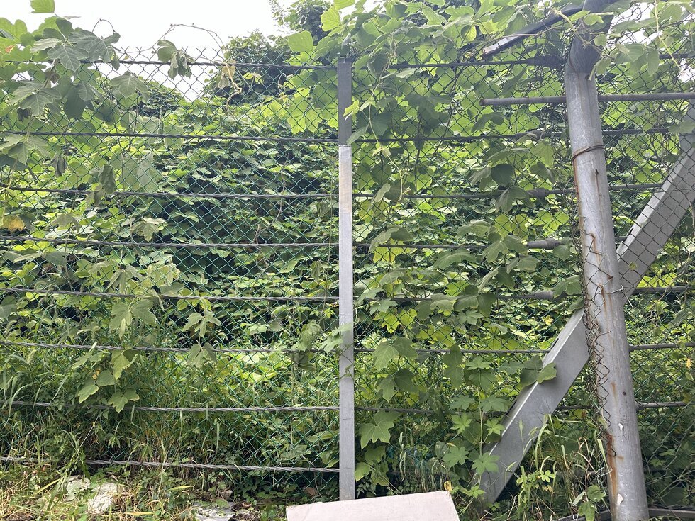 공영주차장 옆 시소유의 풀과 넝쿨