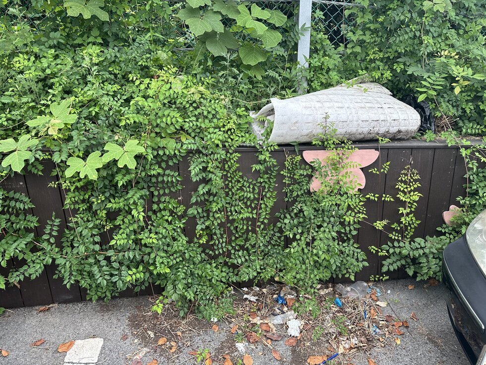 공영주차장 옆 시소유의 풀과 넝쿨