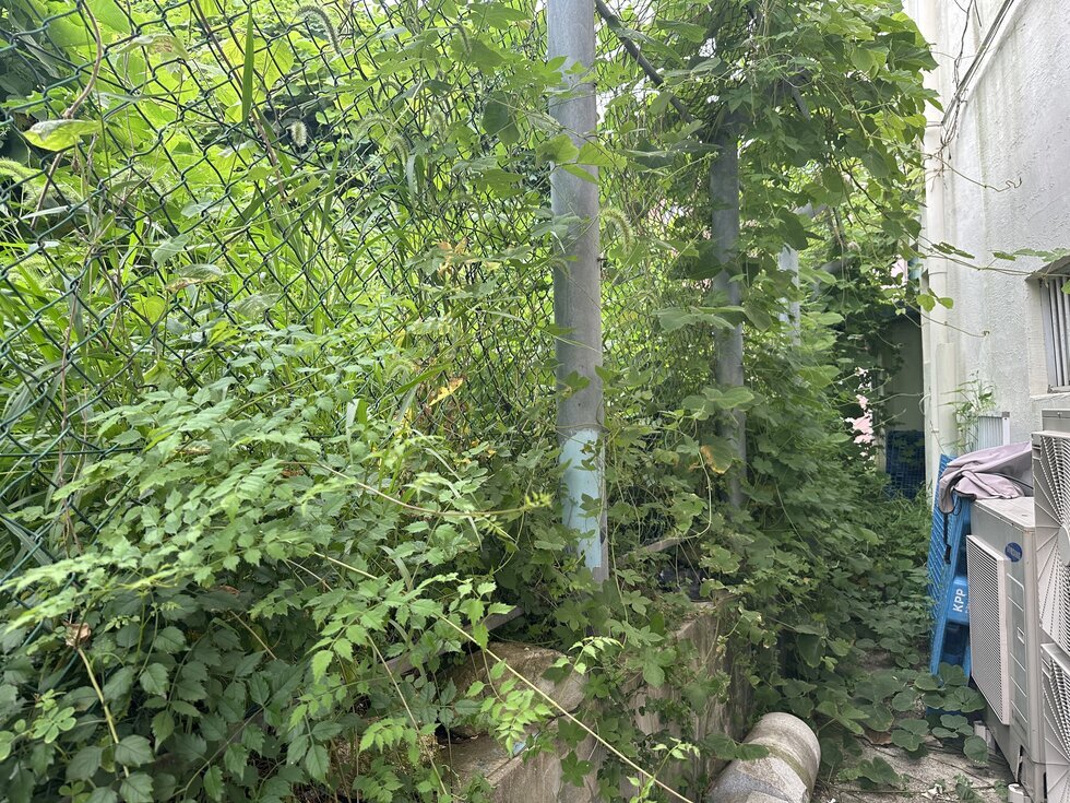 공영주차장 옆 시소유의 풀과 넝쿨